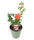 image 4 of Remember Me Rose Bush in 5.5L Pot  Copper Orange Hybrid Tea Rose