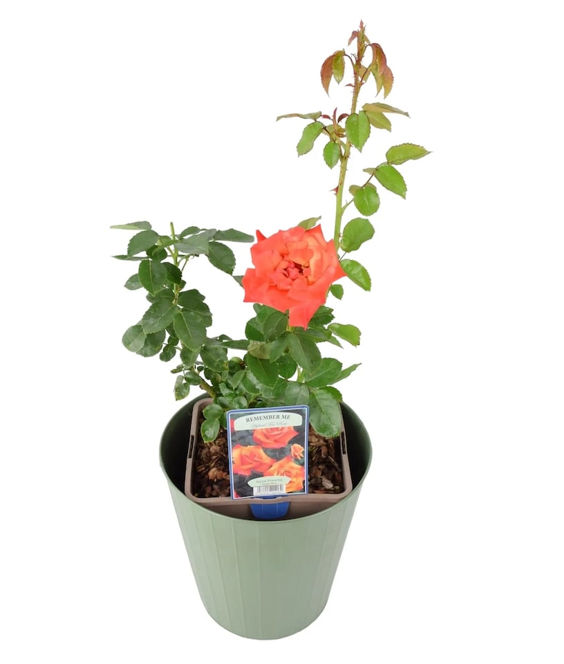 image 1 of Remember Me Rose Bush in 5.5L Pot Copper Orange Hybrid Tea Rose