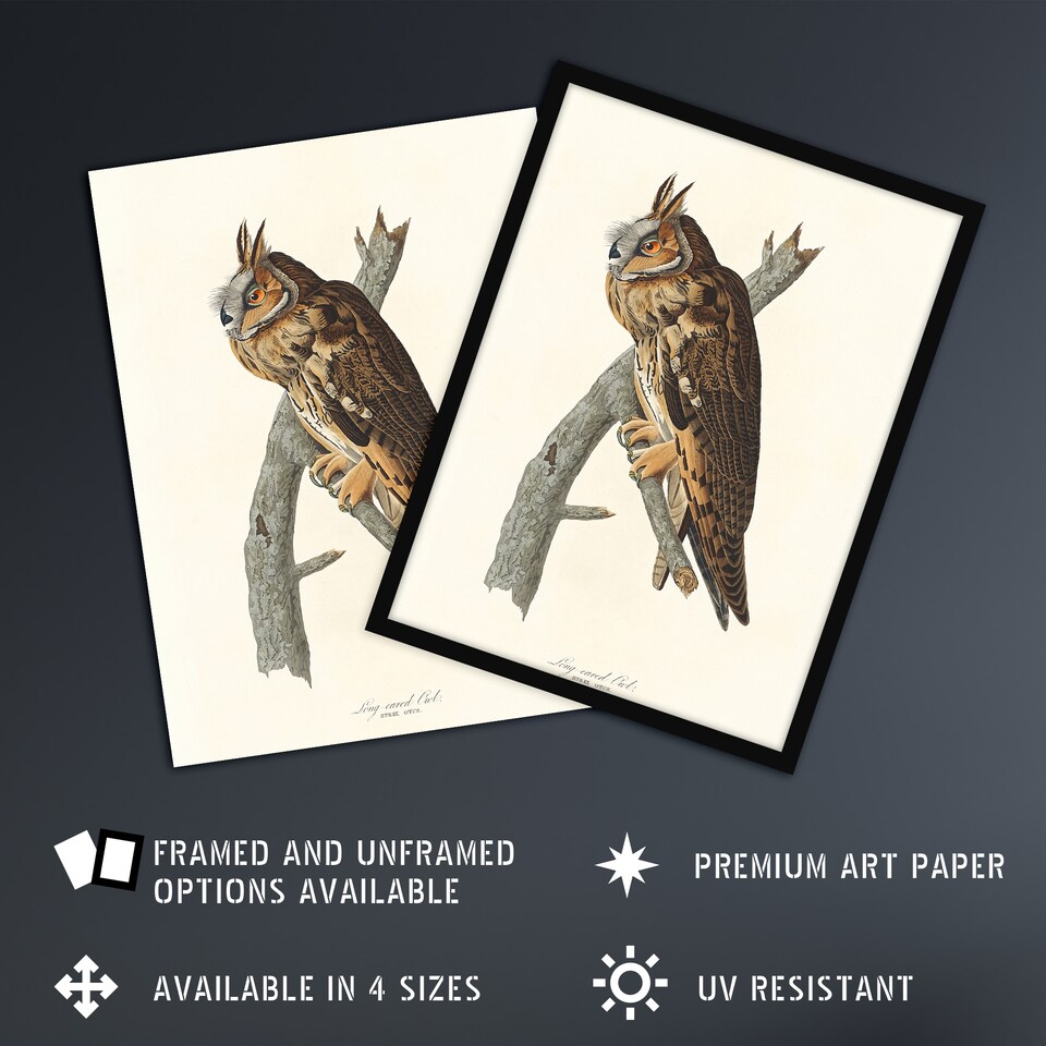image 1 of Birds Of America Long Eared Owl Audubon Nature Framed Wall Art Print 12X16"