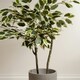 image 3 of 145Cm Variegated Ficus In White Plastic Pot Green | One Size