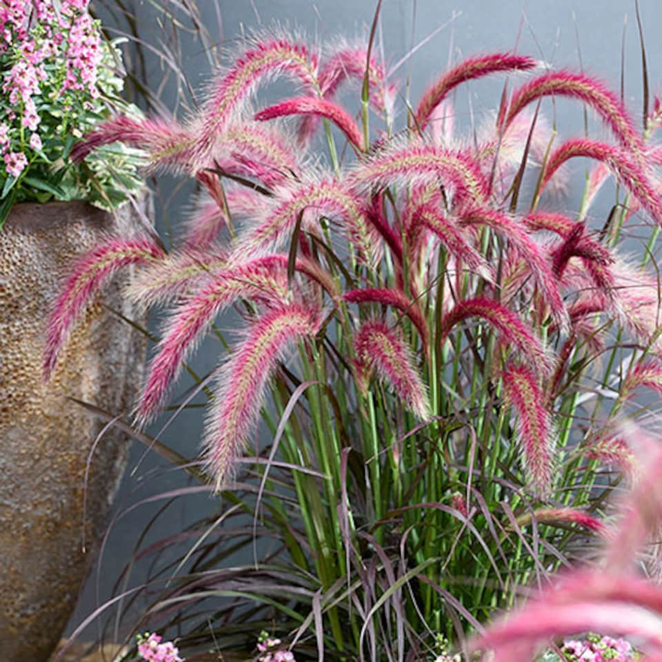 image 1 of YouGarden Pennisetum 'Tiny Tails', Ornamental Grasses, Perennial, 19cm Potted Plant, Garden Colour, Drought Tolerant