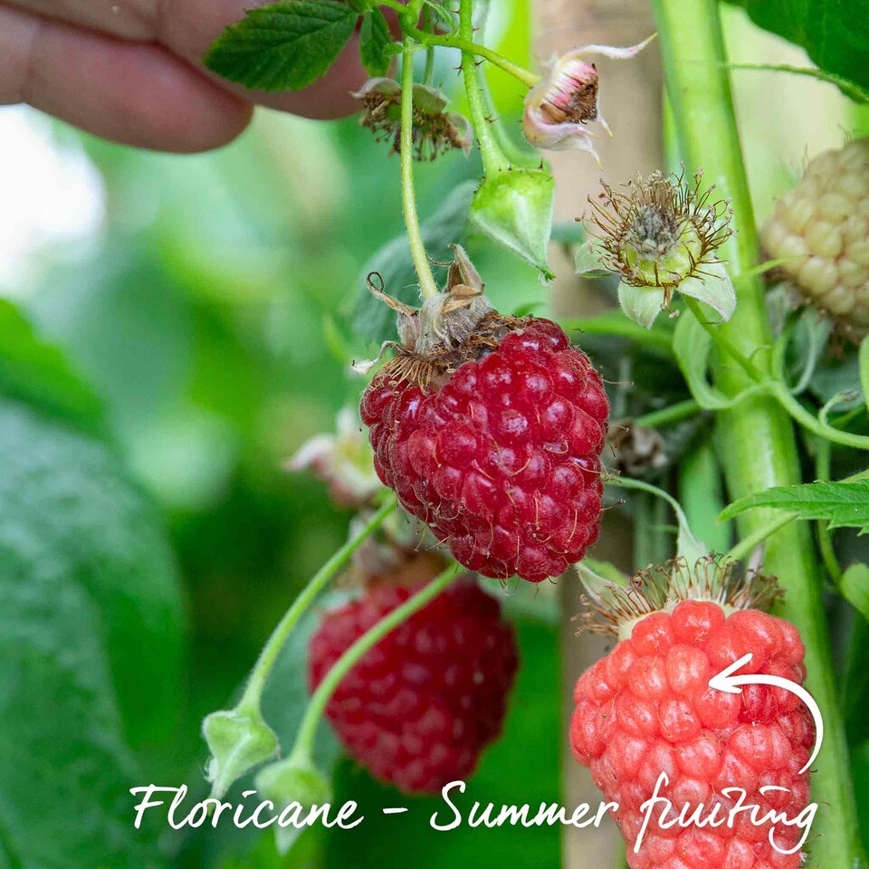 image 1 of Marshalls Garden Raspberry 'Cascade Delight' 5 bare root