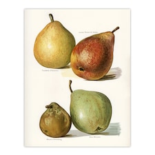 Four Pear Varieties Vintage Illustration Wright Huge Wall Art Print 18X24 In