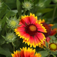 Gaillardia grandiflora Kobold Goblin 1 Litre Potted Plant x 4