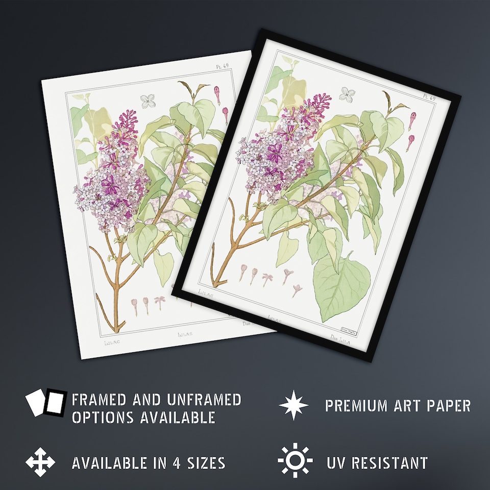 image 1 of Lilac Flower Plant Vintage Floral Wall Art Print Verneuil 18x24"