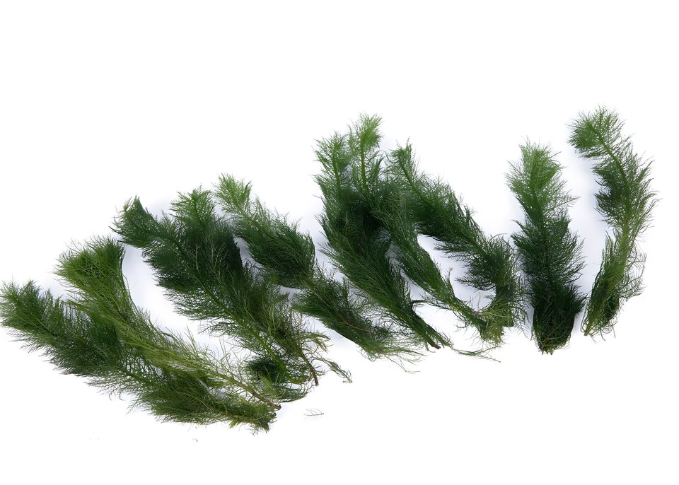 image 1 of Milfoil (Myriophyllum hippuroides) - Live Aquarium Plant for Midground Planting, No CO2 Needed - Fish Tank Plant
