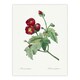 image 1 of Callirhoe Poppy Mallow Flower Redoute Vintage Huge Wall Art Print 18X24 In