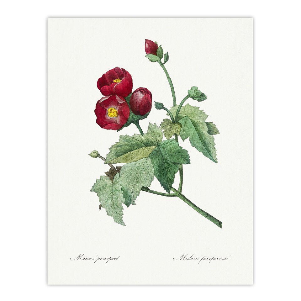 image 1 of Callirhoe Poppy Mallow Flower Redoute Vintage Huge Wall Art Print 18X24 In