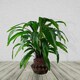 image 1 of 22cm x 34cm Aztec Inca Large Planter Brown