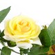 image 3 of 50cm Artificial Yellow Rose Plant