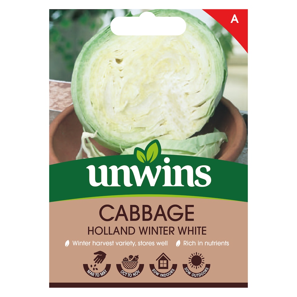 image 1 of Cabbage (Round) Holland Winter White