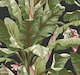 image 1 of York Premium AT7071 Banana Leaf Wallpaper, Black & Red | Red | Black Red | 5.65m² | 1