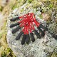 image 2 of Quadra SLX Zip Puller Pack (Pack Of 10) - Red - One Size