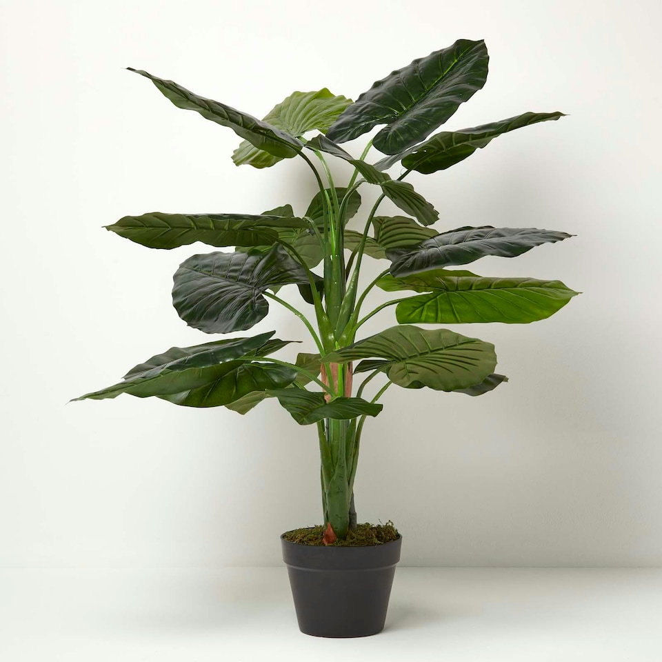image 1 of Homescapes Taro Plant in Pot, 90 cm Tall