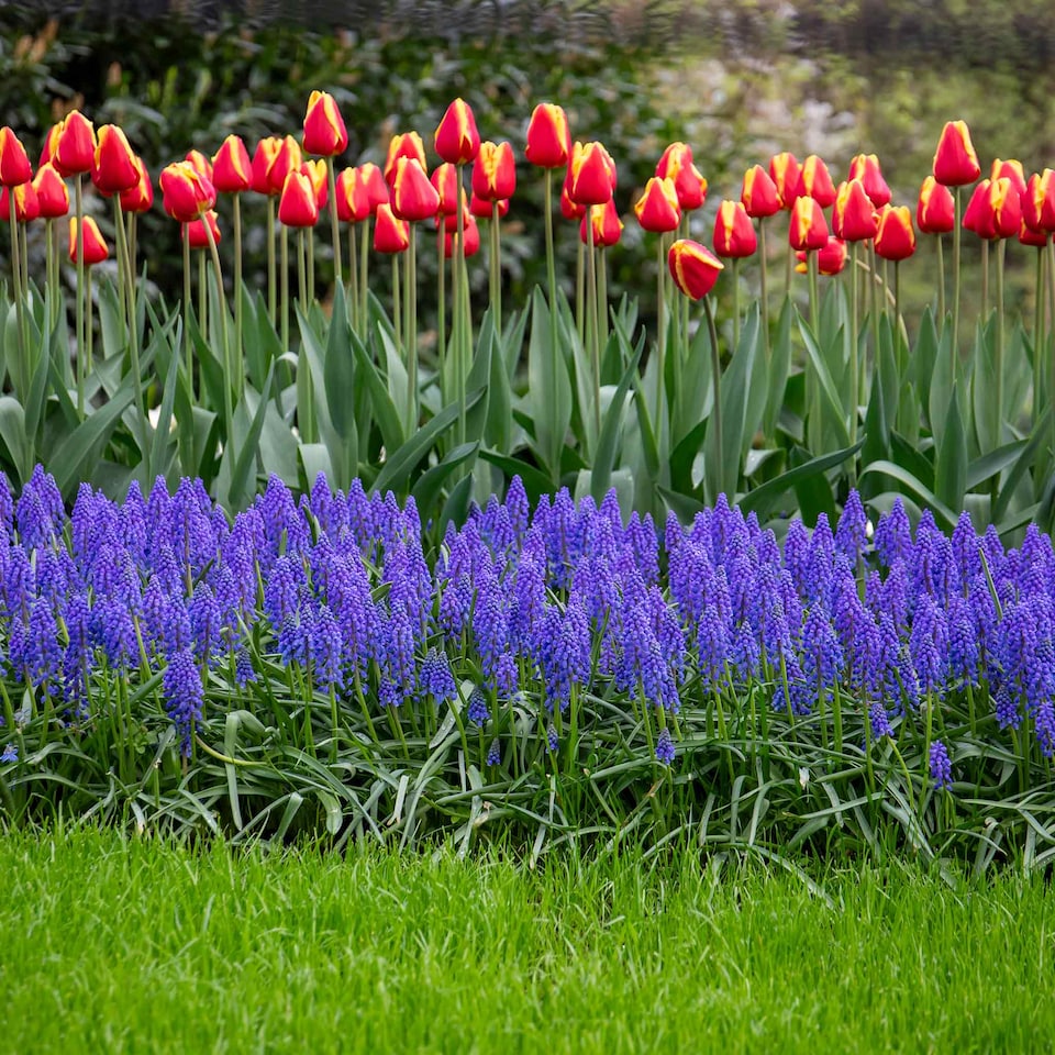 image 1 of Marshalls Garden Grape Hyacinth (Muscari) 50 Bulbs