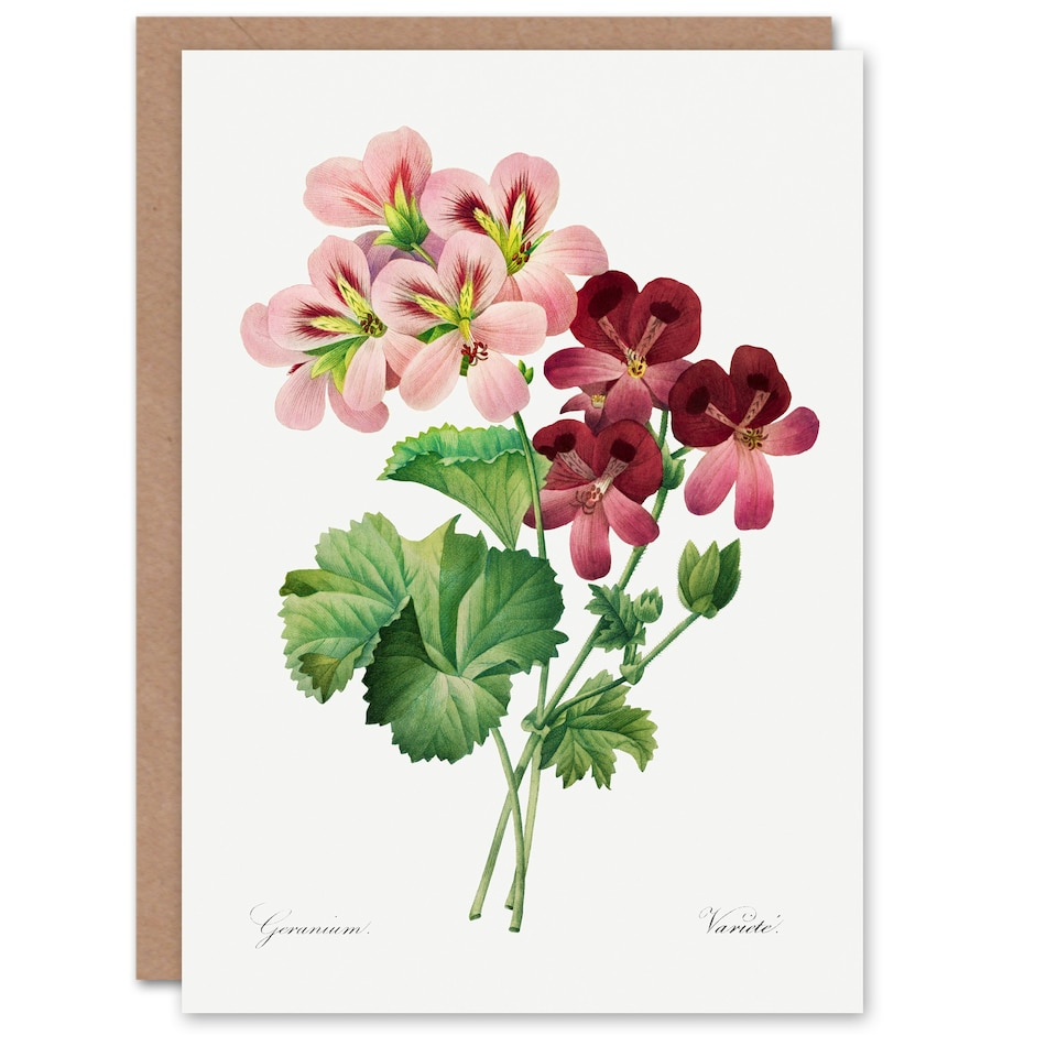 image 1 of Pierre-Joseph Redouté Art Card Vintage Geranium Flowers Illustration