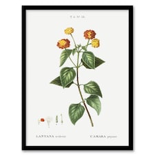 Lantana Plant Botanical Redoute Vintage Framed Wall Art Print 12X16"