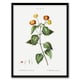 image 1 of Lantana Plant Botanical Redoute Vintage Framed Wall Art Print 12X16"