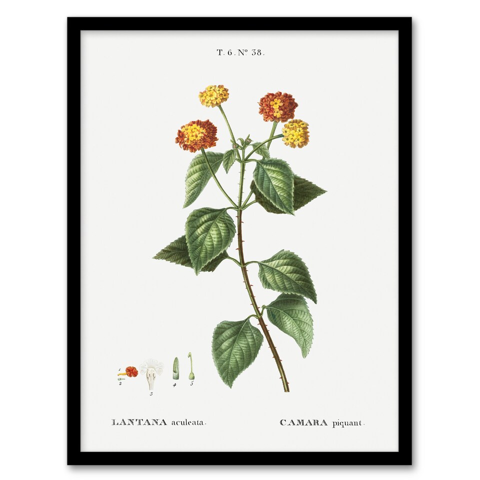image 1 of Lantana Plant Botanical Redoute Vintage Framed Wall Art Print 12X16"