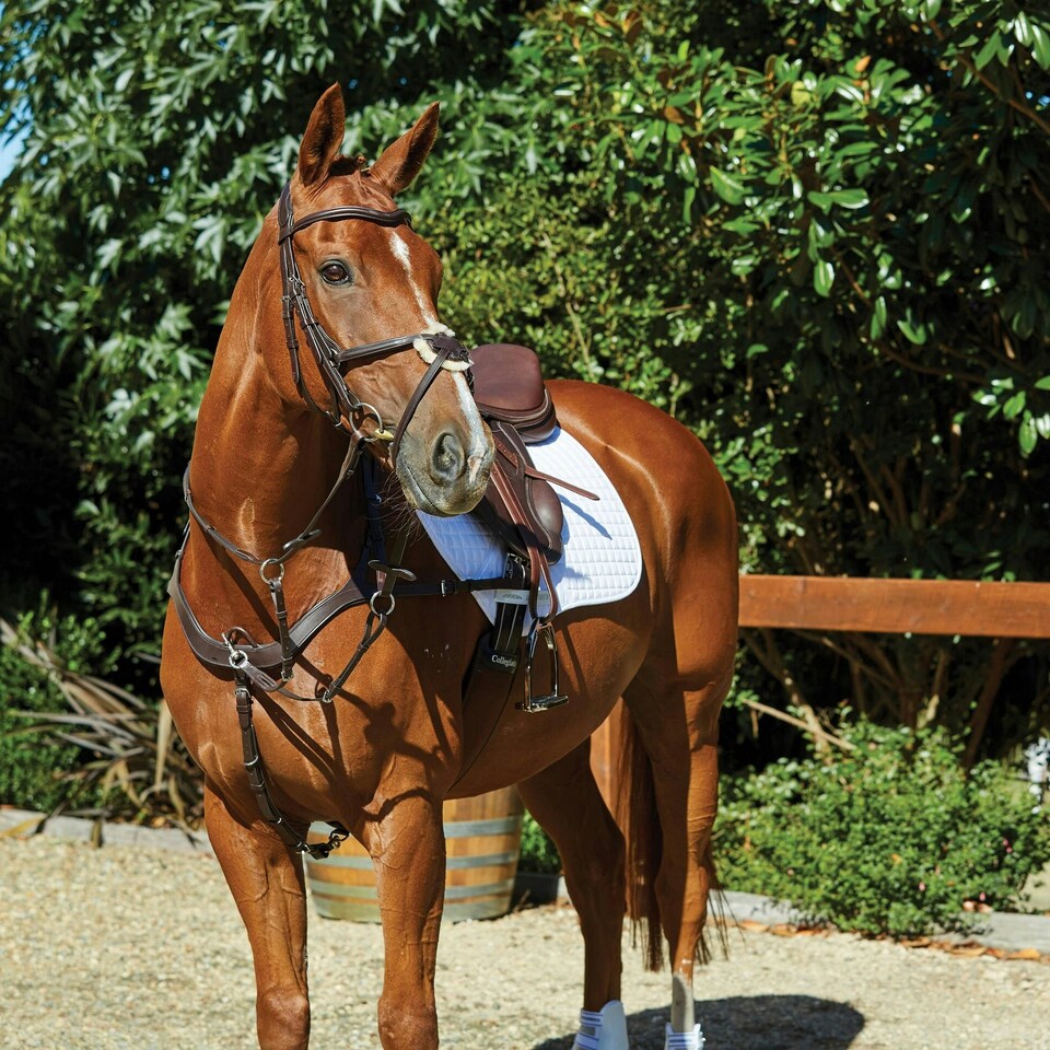 Collegiate Comfitec Grackle Leather Horse Bridle - Brown - Full