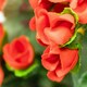image 2 of Primrose Artificial Geranium Flowers Rattan Hanging Basket in Red 30cm