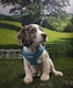 image 8 of HugglePets Step In Air Mesh Dog Harness | Orange | XS