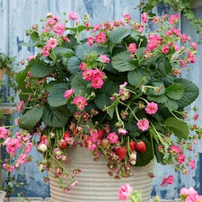 Marshalls Garden Strawberry 'Summer Breeze Cherry' - 3 plug plants | Red | Rose-pink
