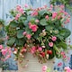 image 1 of Marshalls Garden Strawberry 'Summer Breeze Cherry' - 3 plug plants | Red | Rose-pink