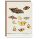 image 1 of Anselmus de Boodt Art Card Butterflies and Moths Study
