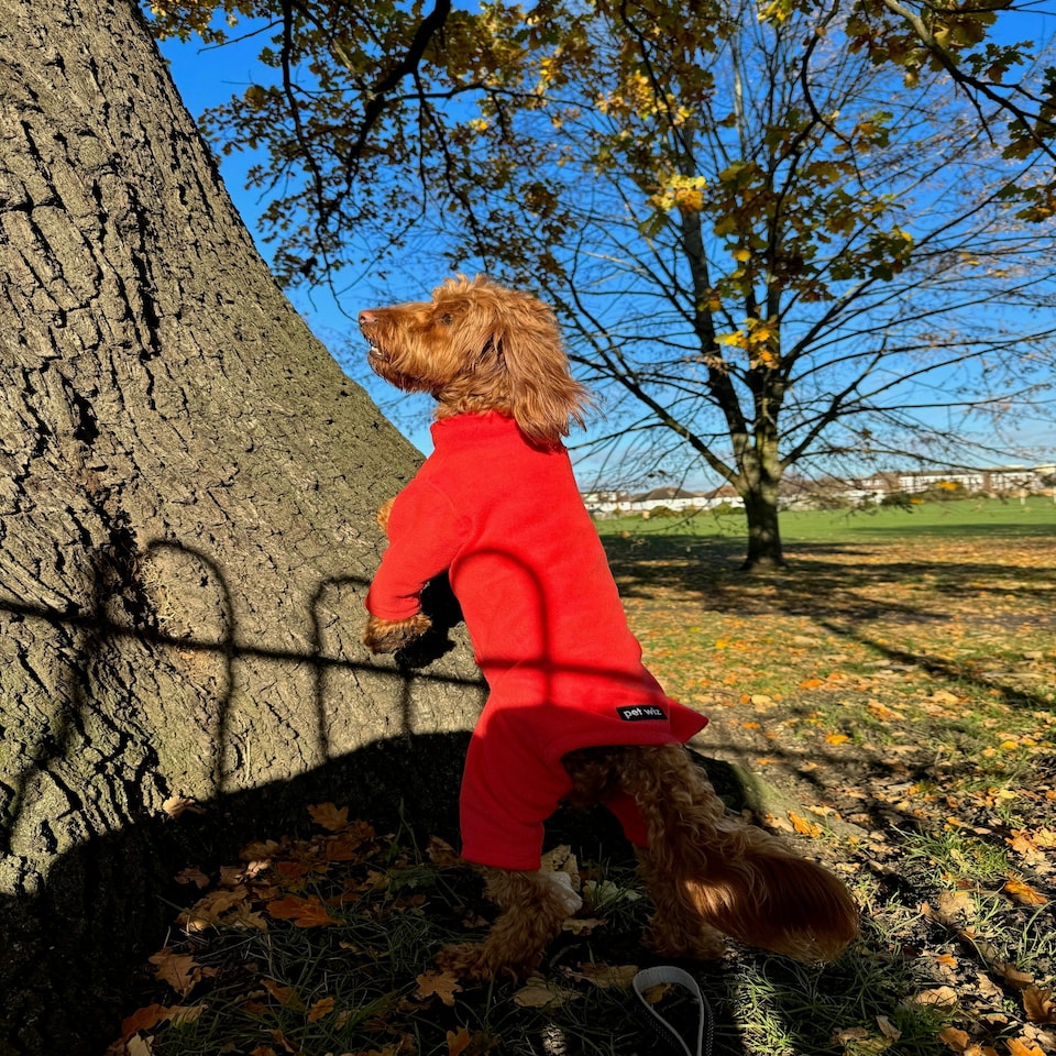 image 1 of Four Legged Dog Fleece - S / Coral Red | S
