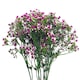 image 6 of 55cm Gypsophila Pink Stem