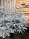 image 1 of Picea Pungens Edith Blue Colorado Spruce Tree 2.5-3ft Large in a 7.5 Litre Pot By Direct Plants
