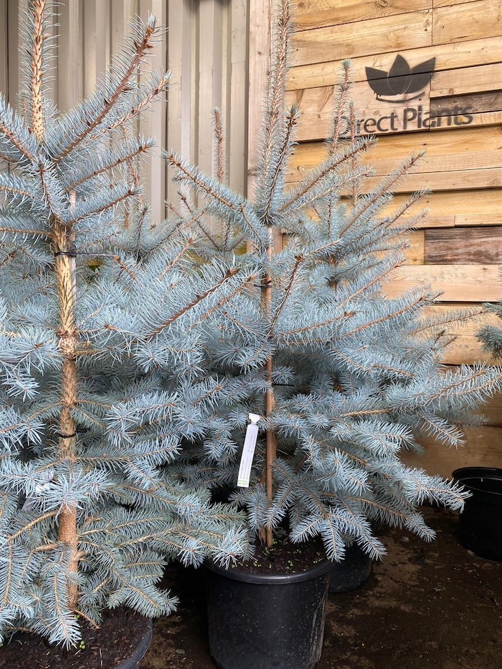 image 1 of Picea Pungens Edith Blue Colorado Spruce Tree 2.5-3ft Large in a 7.5 Litre Pot By Direct Plants
