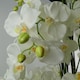 image 2 of Giant White Orchid Plant Artificial 189 flowers REAL TOUCH Botanik