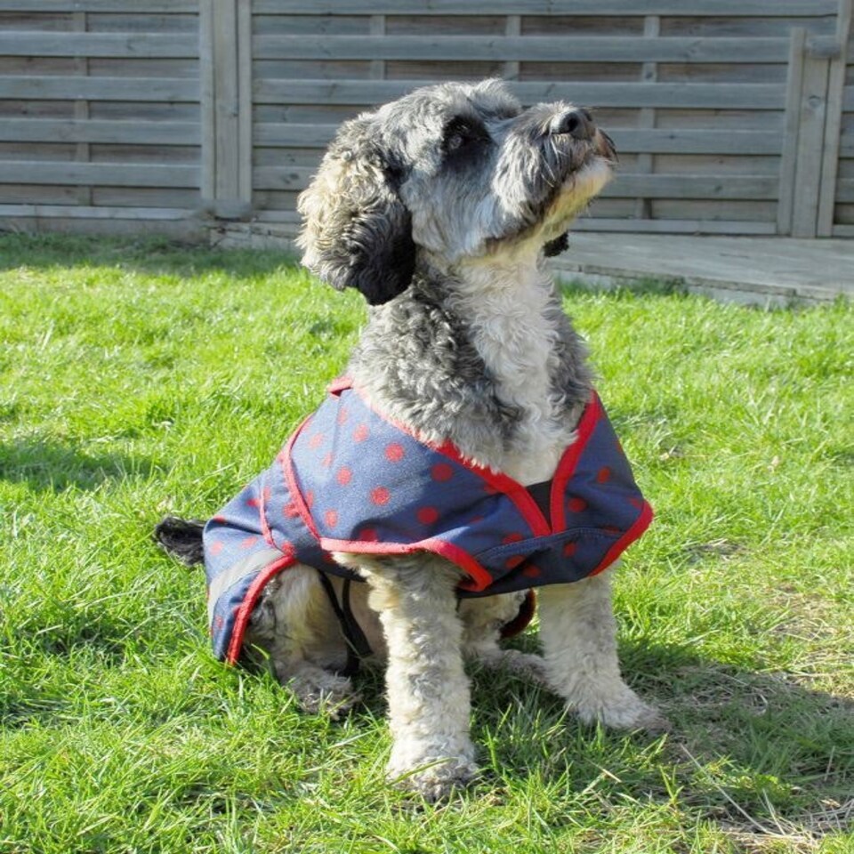 image 1 of Rhinegold Highland Dog Coat Blue | L