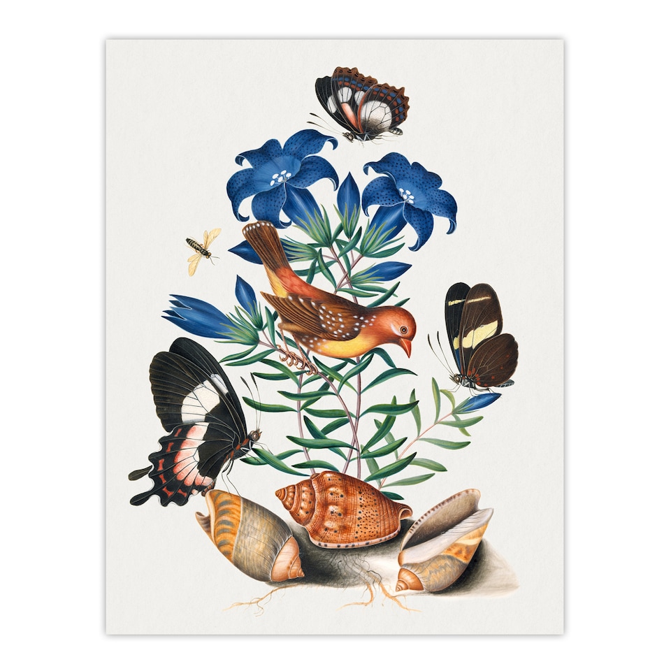 image 1 of Red Avadavat Swallowtail and Shells Bolton Wall Art Poster Print