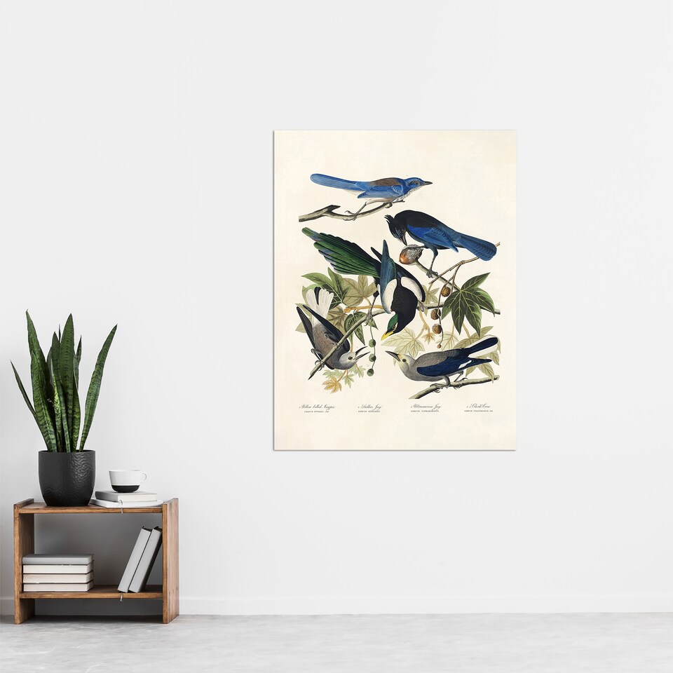 image 1 of Magpie Clarks Crow and Jays Audubon Nature Huge Wall Art Poster Print 24X32"