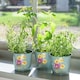 image 4 of RHS Asteraceae Herb Pots