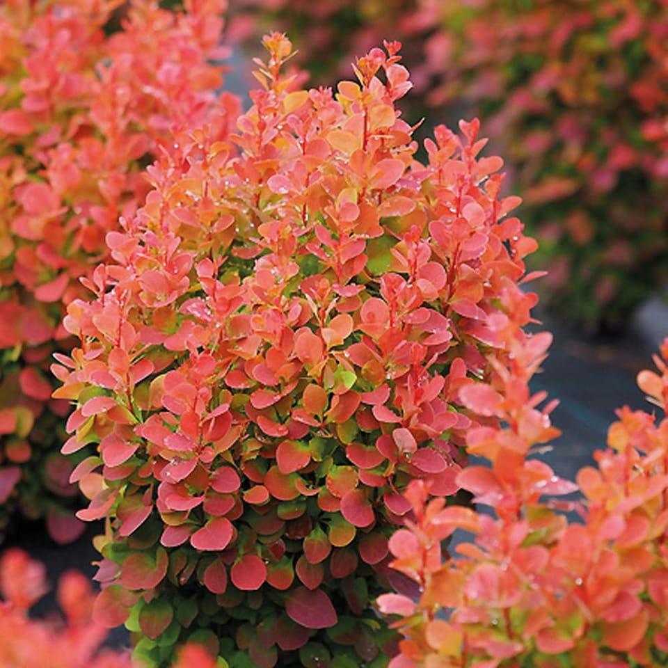 Berberis Florence 9cm Potted Plant x 1