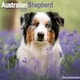 image 1 of Australian Shepherd 2026 Calendar | Square Wall Calendar | Dog Breed Gift | Plastic Free Packaging | by Avonside Publishing
