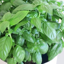 Basil Herb Plant Ocimum Basilicum D Fenceil 9cm Pot | Green | Green | 9cm Pot | 1