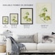 image 3 of New Zealand Sicyos Australis Mawhai Plant Featon Wall Art Poster Print 24X32"