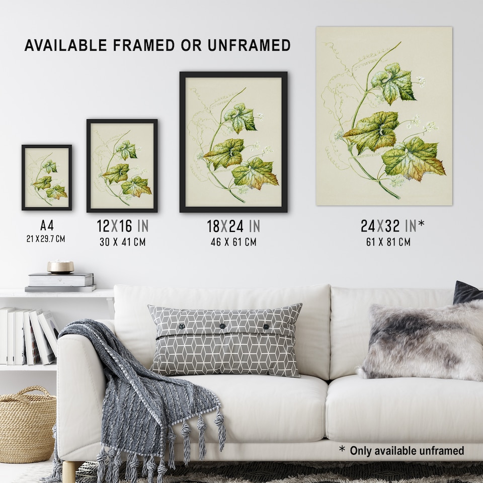 image 1 of New Zealand Sicyos Australis Mawhai Plant Featon Wall Art Poster Print 24X32"