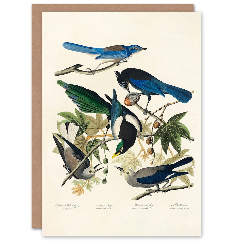 image 1 of John James Audubon Art Card Magpie Clarks Crow and Jays