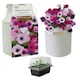 image 1 of Pronto Seed Petunia Grow Your Own Kit with Decorative Milk Churn Planter - Colourama Mix - Garden Gift for Beginners | Multi | Pink and purple flowering mix | Petunia Milkchurn | 1