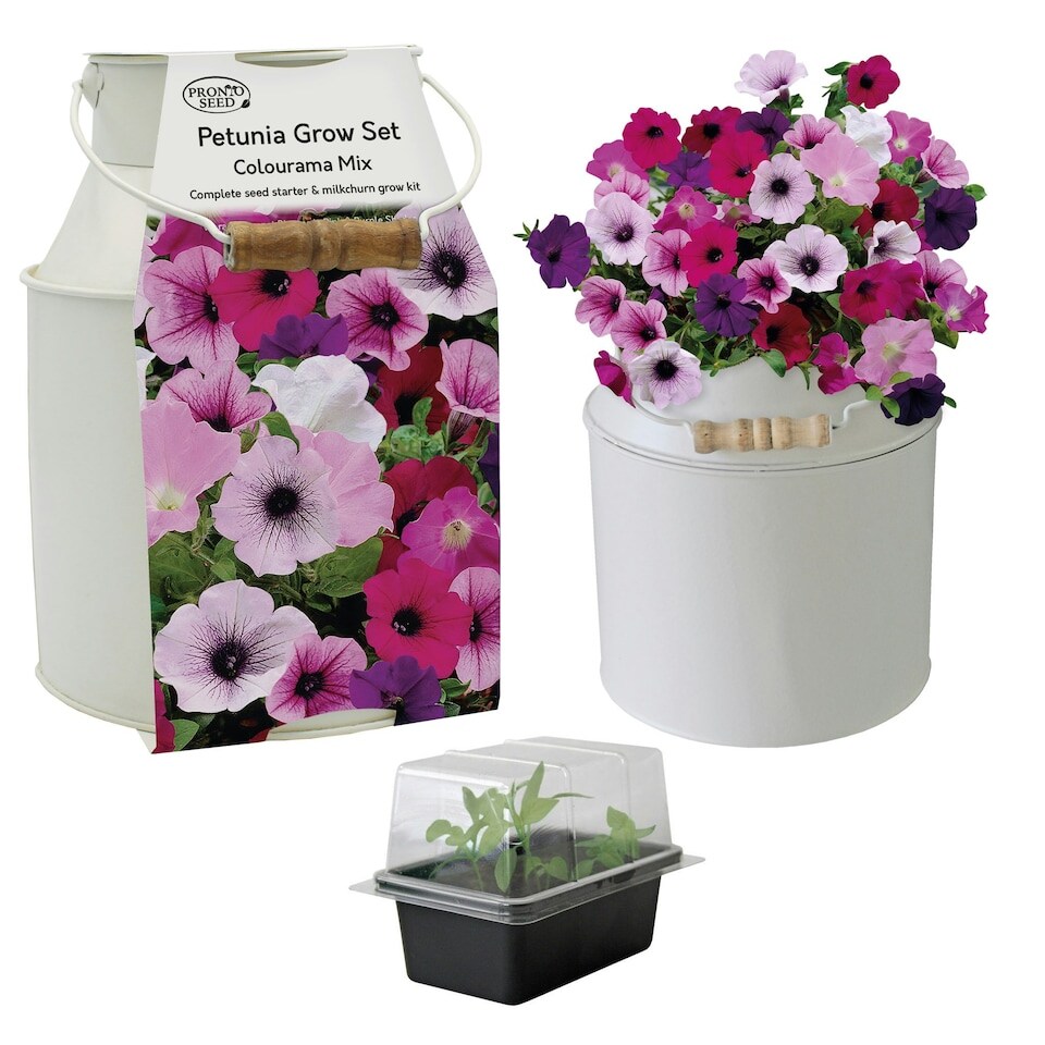 image 1 of Pronto Seed Petunia Grow Your Own Kit with Decorative Milk Churn Planter - Colourama Mix - Garden Gift for Beginners | Multi | Pink and purple flowering mix | Petunia Milkchurn | 1