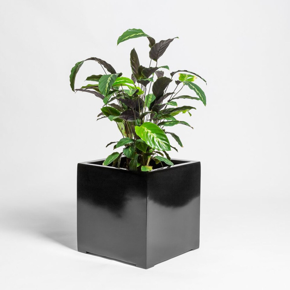 image 1 of Primrose Black Gloss Polystone Square Cube Planter 50cm