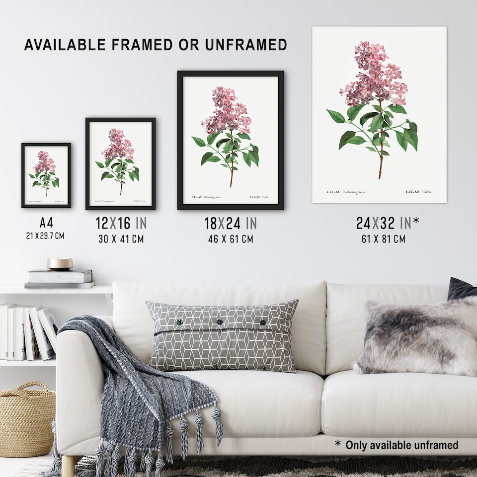 image 1 of Chinese Lilac Floral Redoute Vintage Huge Wall Art Poster Print 24X32"