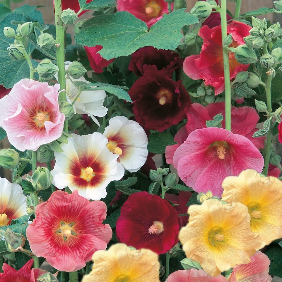 image 1 of Hollyhock Country Dream Mix | Multi | Mixed | Flower Seeds | 1