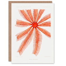 Vintage Marine Life Art Card Brisingida Starfish Illustration